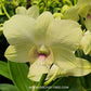 Dendrobium Creamy - Without Flowers | BS - Buy Orchids Plants Online by Orchid-Tree.com