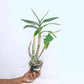 Dendrobium Creamy - Without Flowers | BS - Buy Orchids Plants Online by Orchid-Tree.com