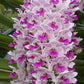 Rhynchostylis gigantea kra sp. - Without Flowers | BS - Buy Orchids Plants Online by Orchid-Tree.com