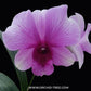 Dendrobium Mini Splash - Without Flowers | BS - Buy Orchids Plants Online by Orchid-Tree.com