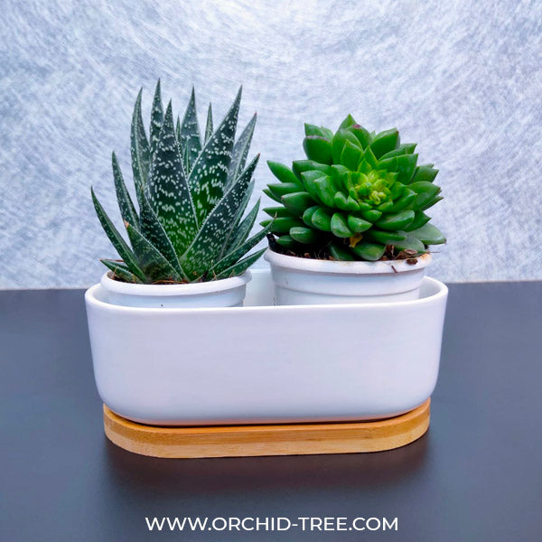Succulent Arrangement Ceramic Pot
