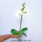 Phalaenopsis YoungHome White Apple - FF