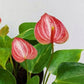 Anthurium Red Splash - With Flower | FF - Buy Orchids Plants Online by Orchid-Tree.com
