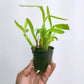 Miltonia spectabilis semi alba sp.- Without Flowers | BS - Buy Orchids Plants Online by Orchid-Tree.com