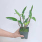 Dendrobium Hilda Poxon - Without Flowers | BS - Buy Orchids Plants Online by Orchid-Tree.com