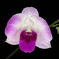 Dendrobium Pink Pearl - Without Flowers | BS - Buy Orchids Plants Online by Orchid-Tree.com