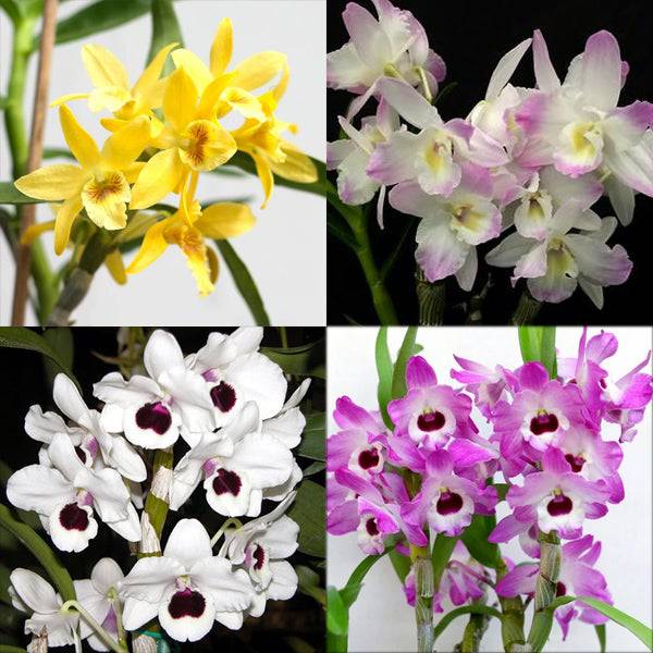 Dendrobium Nobile Assorted- Without Flower | MS - Buy Orchids Plants Online by Orchid-Tree.com