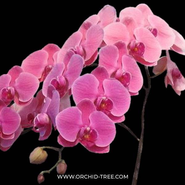 Phalaenopsis Peach Creme - With spike | FF - Buy Orchids Plants Online by Orchid-Tree.com