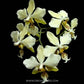 Phalaenopsis stuartiana var. nobilis sp. - Without Flowers | BS - Buy Orchids Plants Online by Orchid-Tree.com