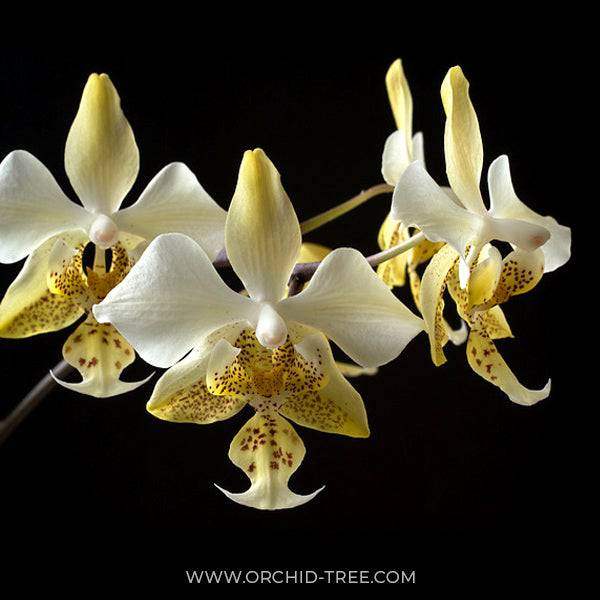 Phalaenopsis stuartiana var. nobilis sp. - Without Flowers | BS - Buy Orchids Plants Online by Orchid-Tree.com