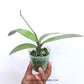 Phalaenopsis stuartiana var. nobilis sp. - Without Flowers | BS - Buy Orchids Plants Online by Orchid-Tree.com