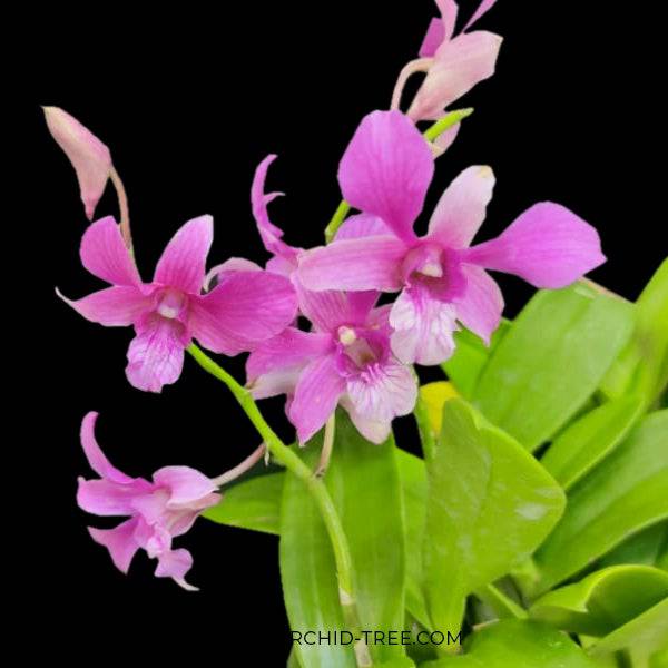 Dendrobium Pink Di Ice - Without flowers | BS - Buy Orchids Plants Online by Orchid-Tree.com