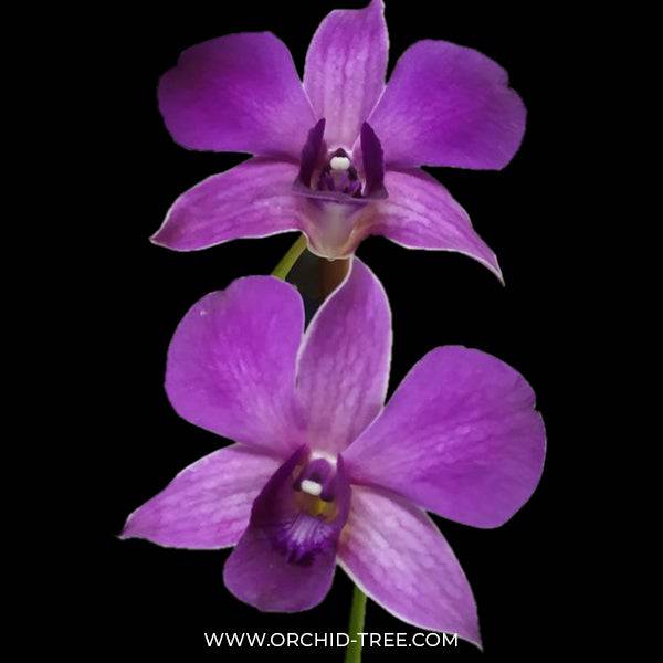 Dendrobium Hiroshi Blue - Without Flowers | BS - Buy Orchids Plants Online by Orchid-Tree.com