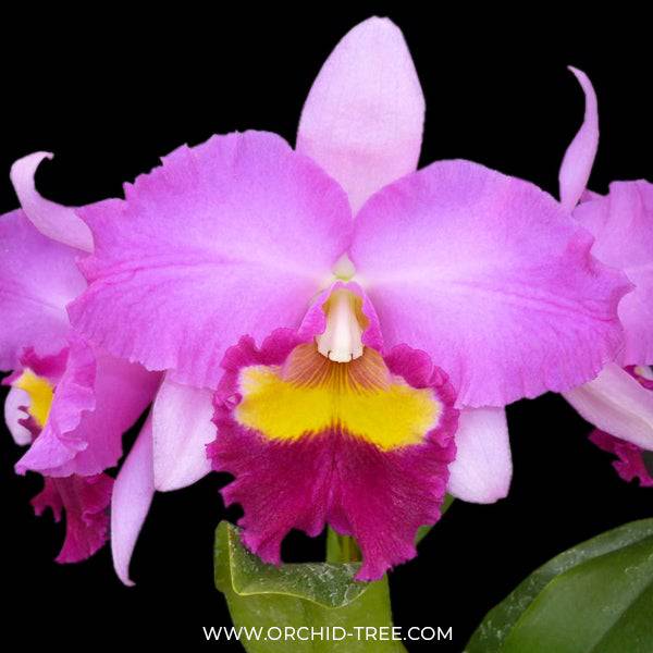 Cattleya Taichung Beauty - Without Flowers | BS - Buy Orchids Plants Online by Orchid-Tree.com