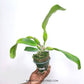 Cattleya Taichung Beauty - Without Flowers | BS - Buy Orchids Plants Online by Orchid-Tree.com