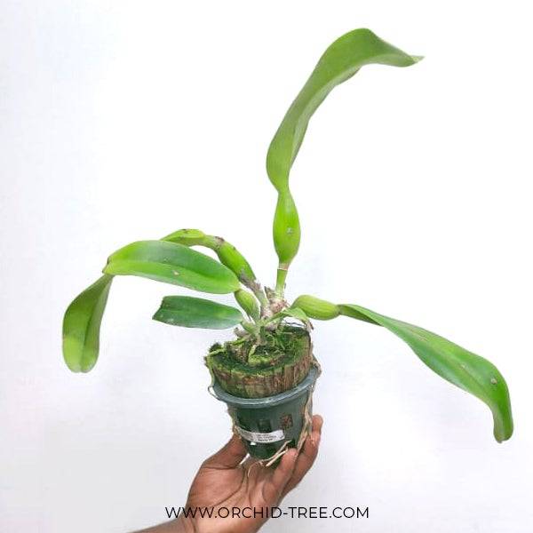 Cattleya Taichung Beauty - Without Flowers | BS - Buy Orchids Plants Online by Orchid-Tree.com