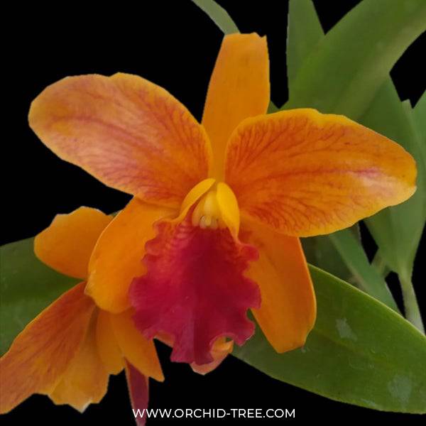 Cattleya Netrasiri Starbright Var. Spectacular - Without Flowers | BS - Buy Orchids Plants Online by Orchid-Tree.com