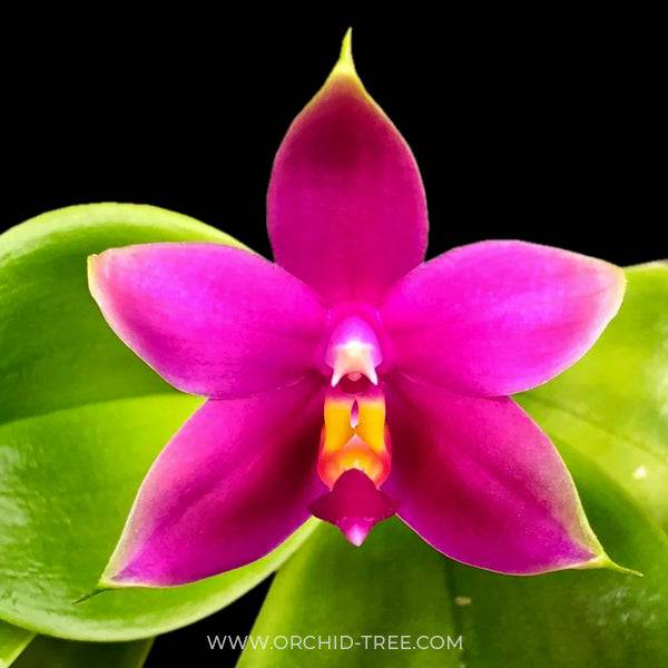 Phalaenopsis violacea red sp. - With Flower | FF - Buy Orchids Plants Online by Orchid-Tree.com