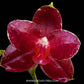 Phalaenopsis AL Sun Hannover Red - Without Flowers | BS - Buy Orchids Plants Online by Orchid-Tree.com