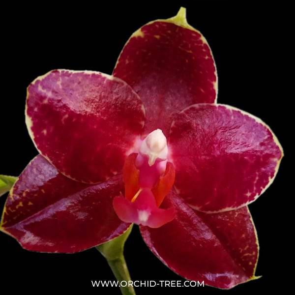 Phalaenopsis AL Sun Hannover Red - Without Flowers | BS - Buy Orchids Plants Online by Orchid-Tree.com