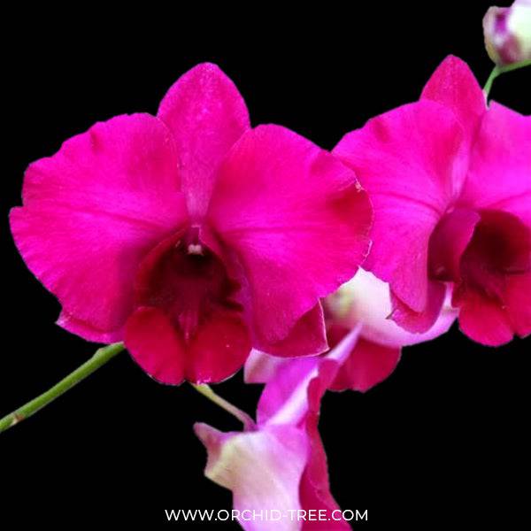 Dendrobium Big Red 67 - Without Flowers | BS - Buy Orchids Plants Online by Orchid-Tree.com