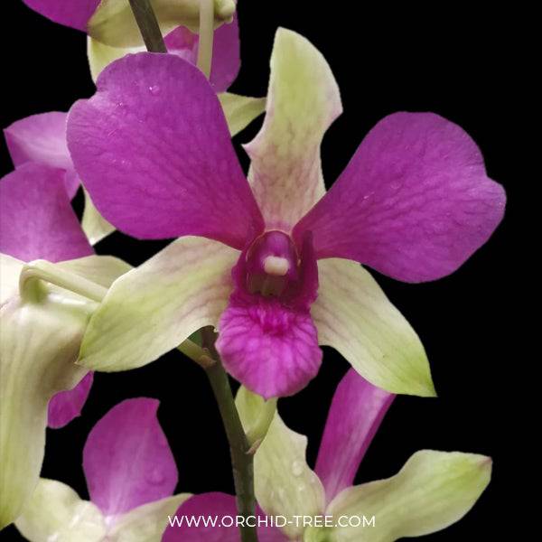 Dendrobium Happy Green - Without Flowers | BS - Buy Orchids Plants Online by Orchid-Tree.com