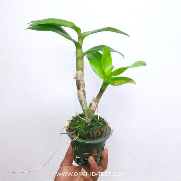 Dendrobium Happy Green - Without Flowers | BS - Buy Orchids Plants Online by Orchid-Tree.com