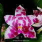 Phalaenopsis KS Super Zebra - With Flowers | FF - Buy Orchids Plants Online by Orchid-Tree.com