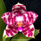 Phalaenopsis KS Super Zebra - With Flowers | FF - Buy Orchids Plants Online by Orchid-Tree.com