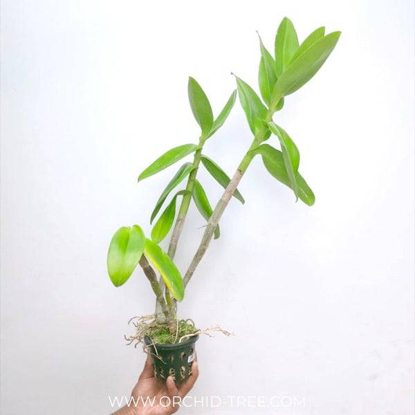 Dendrobium Lasian Yellow Stripe - Without Flowers | BS - Buy Orchids Plants Online by Orchid-Tree.com