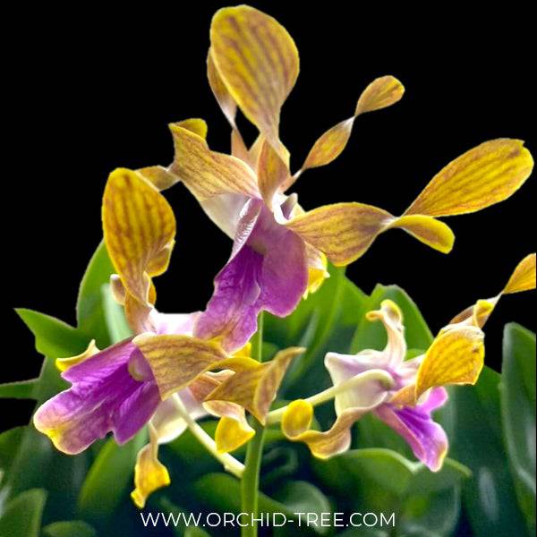 Dendrobium Lasian Yellow Stripe - Without Flowers | BS - Buy Orchids Plants Online by Orchid-Tree.com