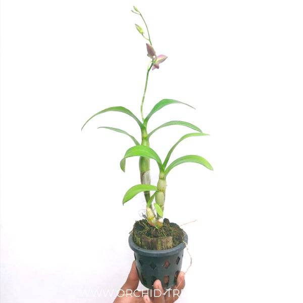 Dendrobium XL-2 - Without Flowers | BS - Buy Orchids Plants Online by Orchid-Tree.com