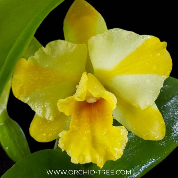 Cattleya (Rlc.) Nell Hammer - Without Flowers | BS - Buy Orchids Plants Online by Orchid-Tree.com