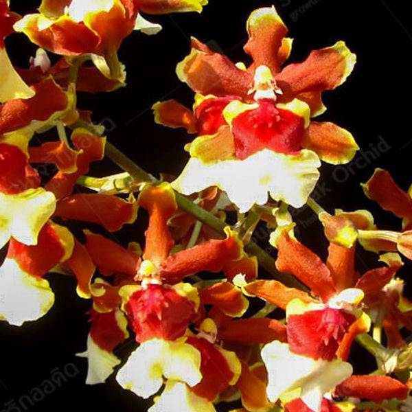 Oncidium Jairak Sherry catt - Without Flowers | BS - Buy Orchids Plants Online by Orchid-Tree.com