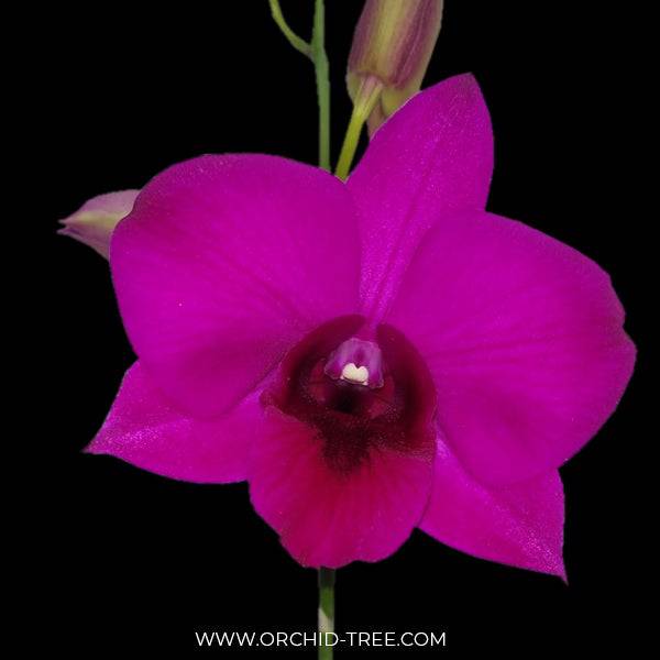Dendrobium XL-2 - Without Flowers | BS - Buy Orchids Plants Online by Orchid-Tree.com