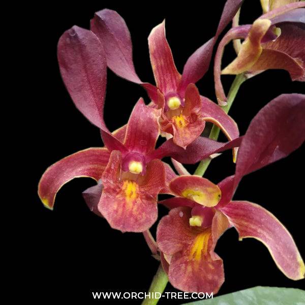 Dendrobium Lasian Red - Without Flowers | BS - Buy Orchids Plants Online by Orchid-Tree.com