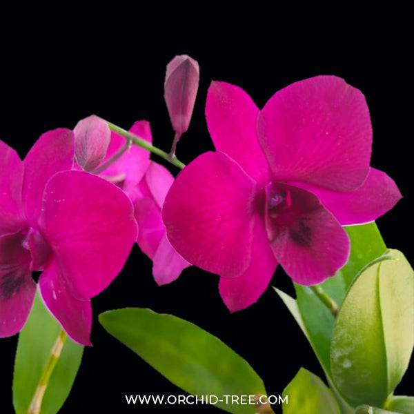 Dendrobium Laddawan Red - Without  Flowers | BS - Buy Orchids Plants Online by Orchid-Tree.com