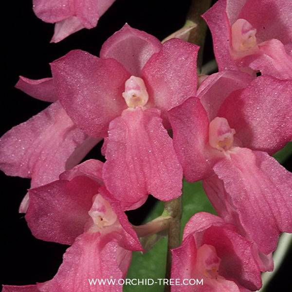 Oncidium (Rdza.) lanceolata sp. - Without Flowers | BS - Buy Orchids Plants Online by Orchid-Tree.com