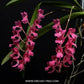 Oncidium (Rdza.) lanceolata sp. - Without Flowers | BS - Buy Orchids Plants Online by Orchid-Tree.com