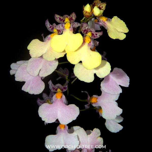 Oncidium (Ionocidium) Popcorn 'Haruri' - Without Flowers | BS - Buy Orchids Plants Online by Orchid-Tree.com