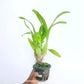 Oncidium Gold Star - Without Flowers | BS - Buy Orchids Plants Online by Orchid-Tree.com