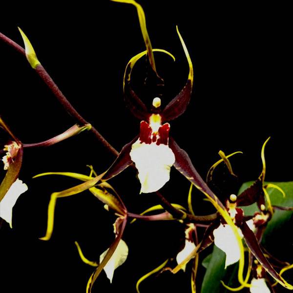 Odontobrassia Kenneth Bivin 'Santa Barbara' -Without flower | BS - Buy Orchids Plants Online by Orchid-Tree.com