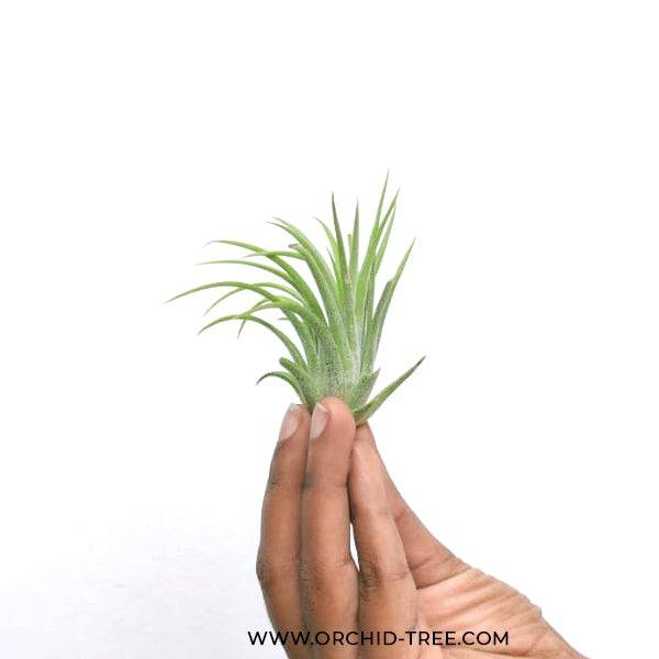 Tillandsia ionantha - Buy Orchids Plants Online by Orchid-Tree.com