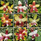 Phalaenopsis Tying Shin Fly Eagle x Tetraspis C1 - With Spike | FF - Buy Orchids Plants Online by Orchid-Tree.com
