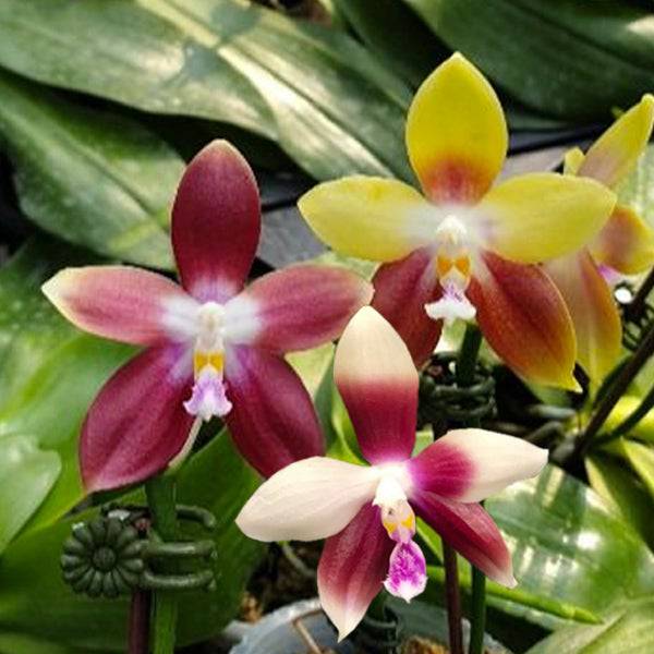 Phalaenopsis Tying Shin Fly Eagle x Tetraspis C1 - With Spike | FF - Buy Orchids Plants Online by Orchid-Tree.com