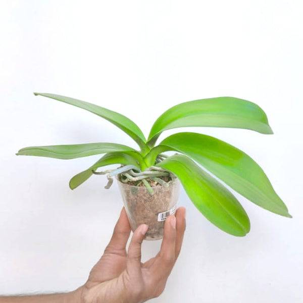 Phalaenopsis Golden Dragon - With Small Spike | FF - Buy Orchids Plants Online by Orchid-Tree.com