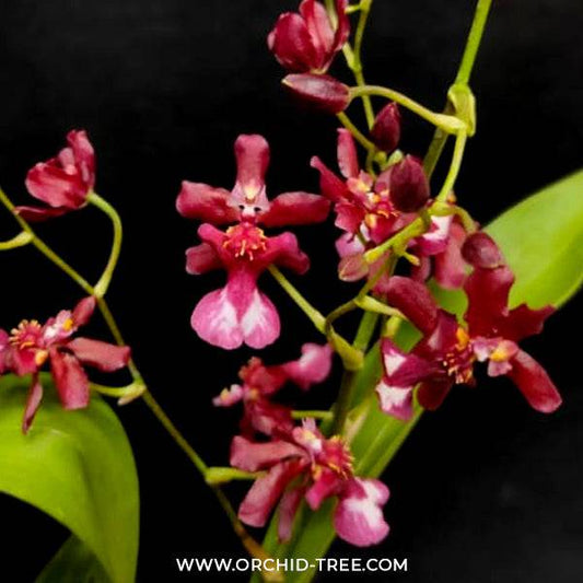 Oncidium Jairak Fragrance 'Ong Khot' - Without Flower | BS - Buy Orchids Plants Online by Orchid-Tree.com