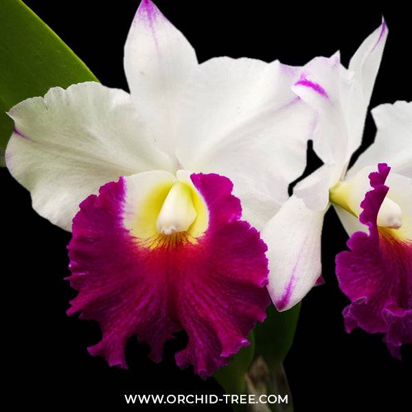 Cattleya (Rlc.) Krichaya Delight- Without Flowers | BS - Buy Orchids Plants Online by Orchid-Tree.com