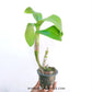 Dendrobium Big Red 67 - Without Flowers | BS - Buy Orchids Plants Online by Orchid-Tree.com