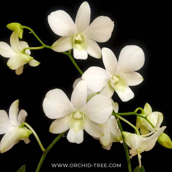 Dendrobium Emma White - Without Spike | BS - Buy Orchids Plants Online by Orchid-Tree.com